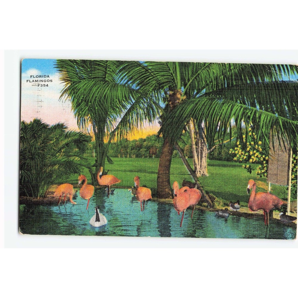 Vintage 1955 Florida Flamingos Linen Postcard F354 Sebring Postmark E.C. Kropp